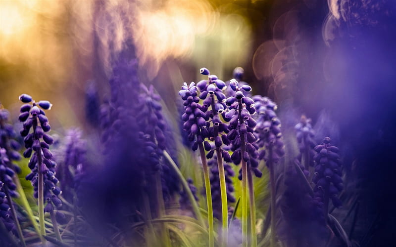 purple flowers, spring, muscari, hyacinths, blur, bokeh, spring flowers, HD wallpaper