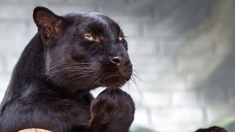 Big Cat Black Panther In Blur Wall Background Black Panther, HD wallpaper