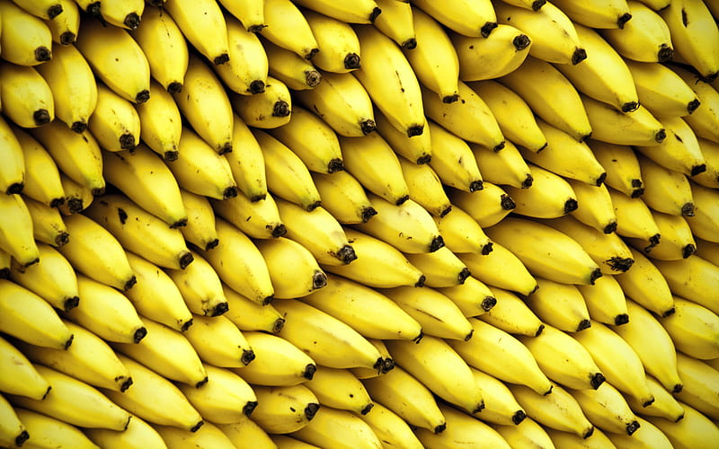 bananas, fresh fruits, ripe bananas, bunch of bananas, tropical fruits, banana mountain, fruits, HD wallpaper