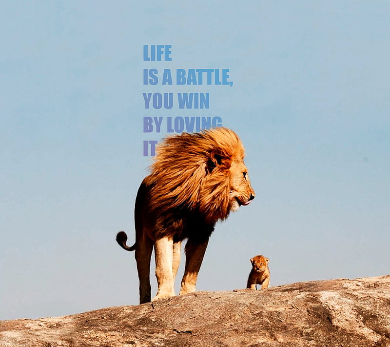 Life Quote , awesome, baby, cool, cute, lion, lomo, love, sreefu, wise, HD wallpaper