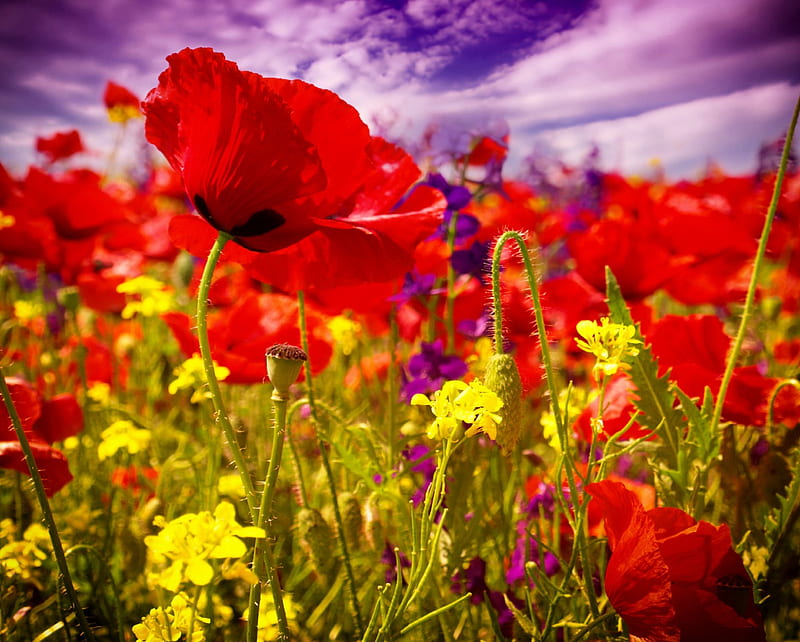 Poppy and online blossom