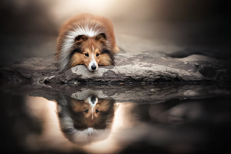 Dogs, Shetland Sheepdog, Dog, Pet, Reflection, HD wallpaper