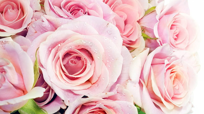 Beautiful roses color pink, flower, bonito, pink, gorgeous, HD