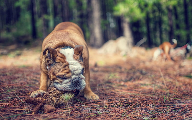 brown dog, english bulldog, funny animals, dogs, forest, pets, HD wallpaper