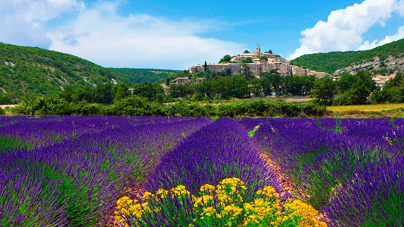Provence lavender field, Lavender, Culinary herb, Flowering plant, Lavandula, HD wallpaper