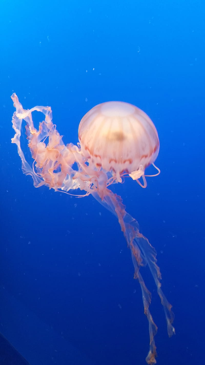 Jellyfish, calm, blue, liquid, ocean, bay, jelly, Monterey, aquarium, HD phone wallpaper