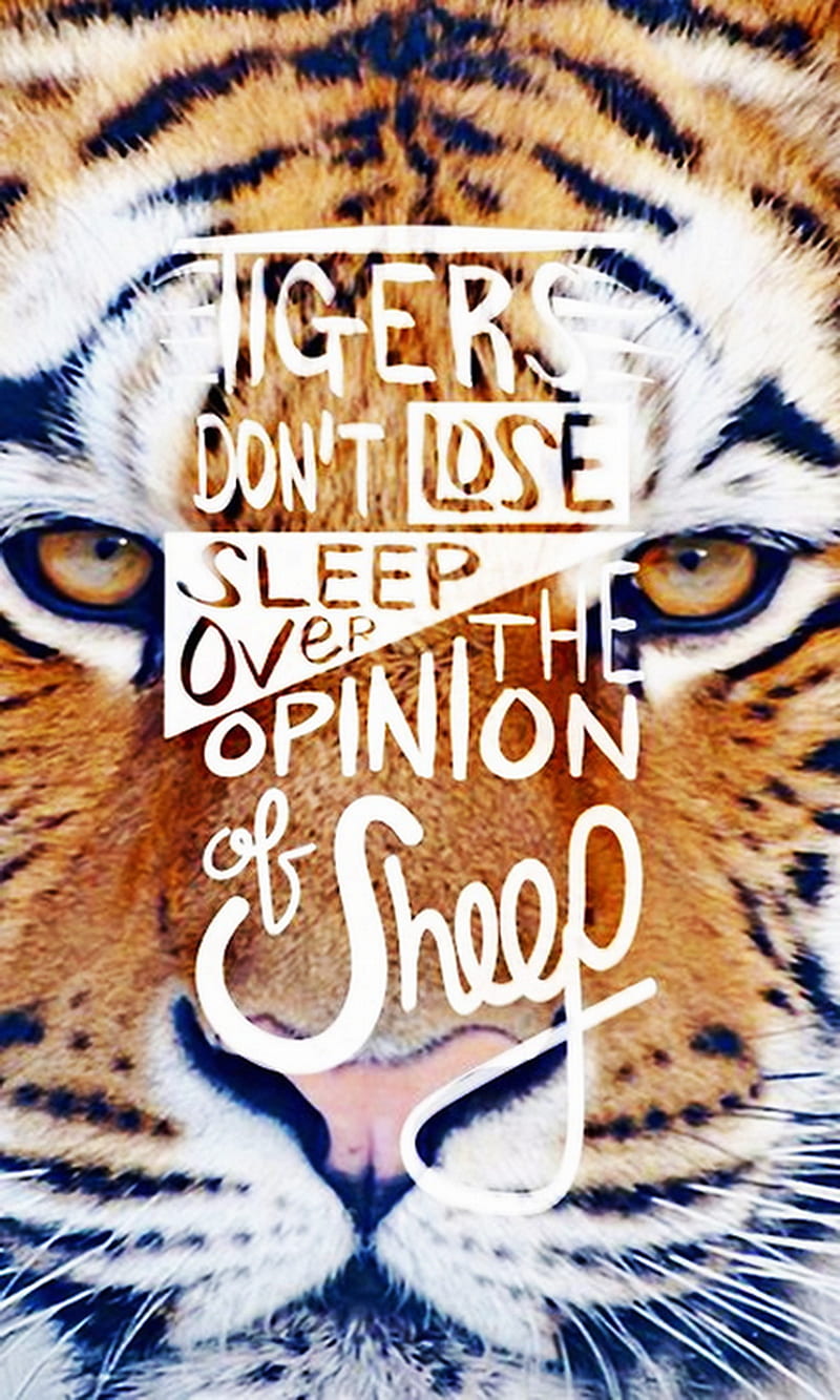 Tigers, lose, opinion, over, sheep, sleep, HD phone wallpaper