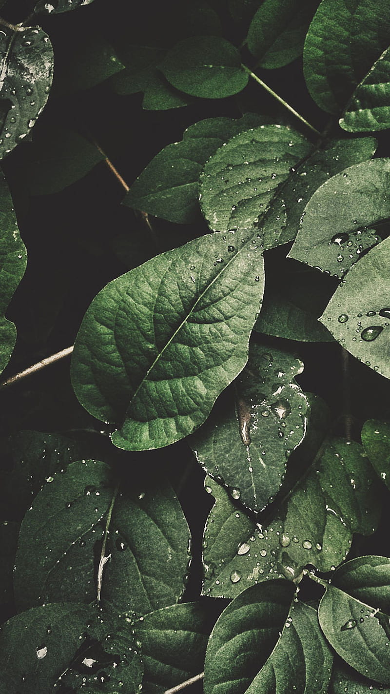 Dew, leaves, nature, HD mobile wallpaper | Peakpx