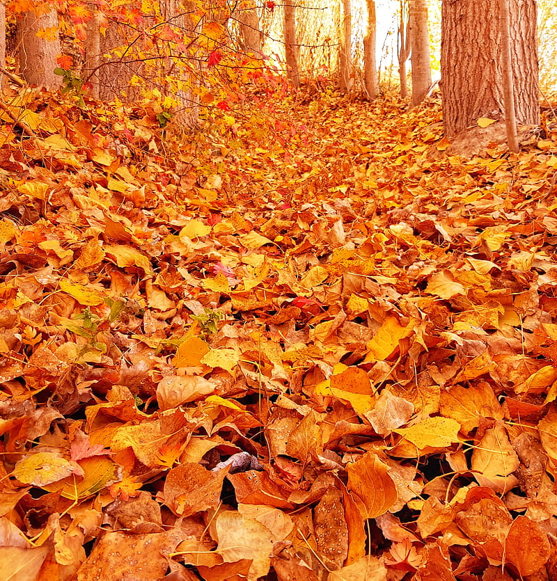 Autumn, sonbahar, yaprak, fall, kasim, november, doga, nature, landscape, manzara, HD phone wallpaper