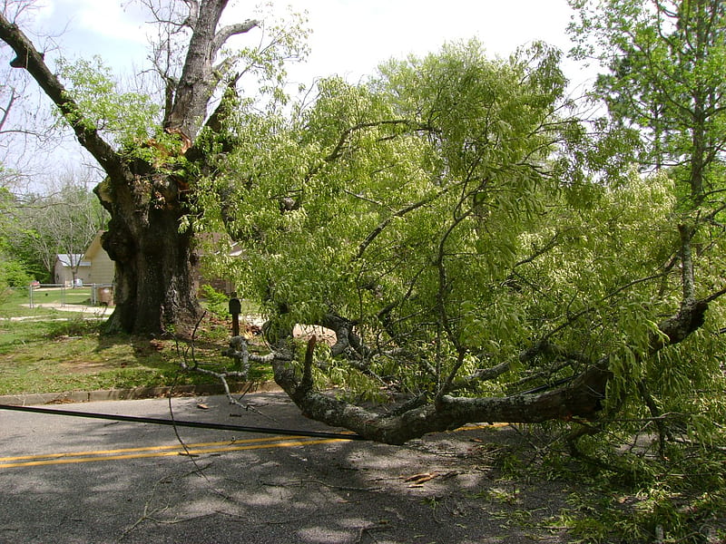 VVV's The Tree That Fell...2, power lines, force of nature, tree, firetruck, nature, road, fell, HD wallpaper