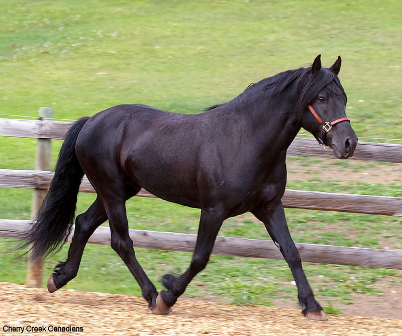frieson horse, fence, red halter, black, dirt, green grass, troting, HD wallpaper