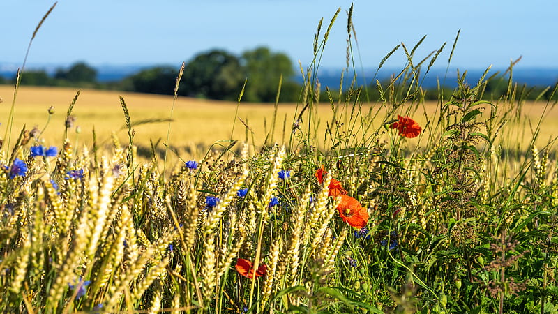 Earth, Field, Cornflower, Flower, Poppy, Summer, Wheat, HD wallpaper