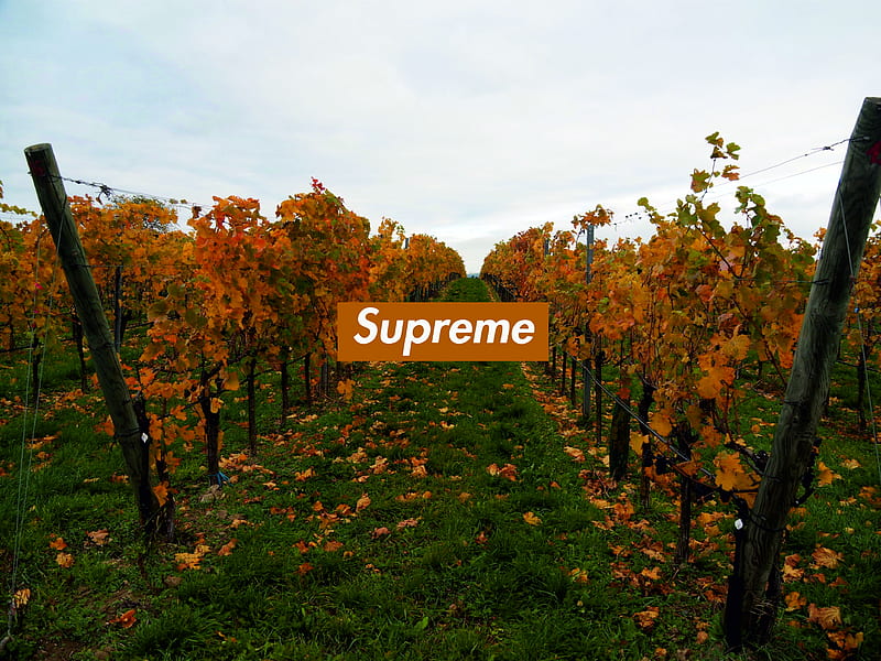 Supreme Vine Autumn Autunno Sky Moda Nature Nature Piante Season Stile Hd Wallpaper Peakpx