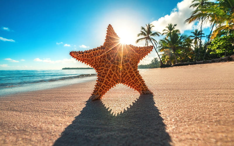 starfish, summer, sea, beach, paradise, bright sun, palms, HD wallpaper