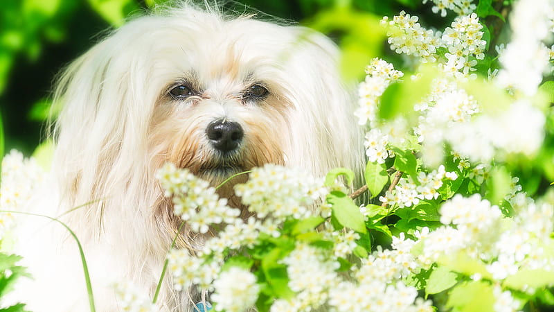 White Hairy Dog Is Standing Near White Flowers Plants Dog, HD wallpaper
