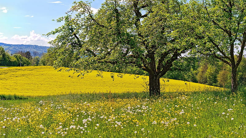 Green Grass Field Slope Yellow White Dandelion Flowers Green Trees Branches Nature, HD wallpaper