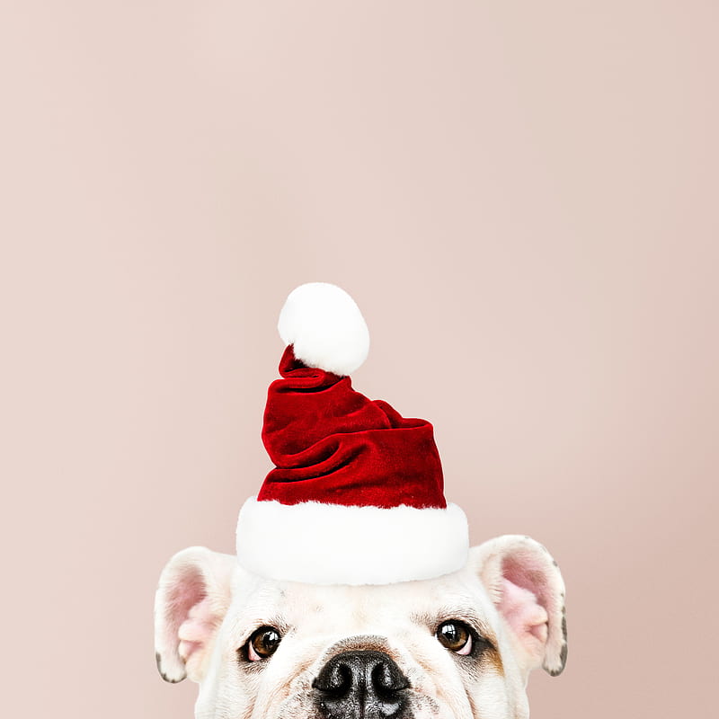 dog, santa claus, new year, christmas, HD phone wallpaper