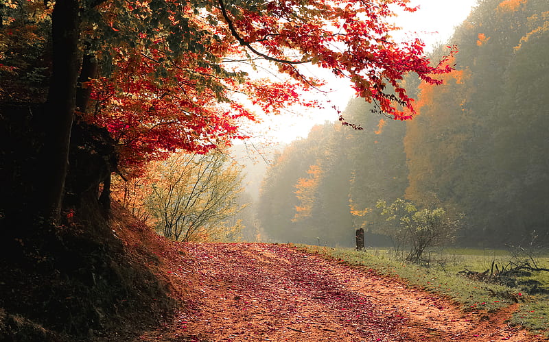 Autumn Tree Fall , autumn, tree, fall, nature, HD wallpaper