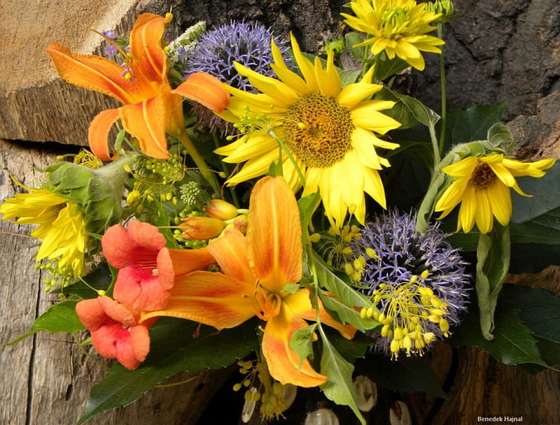 SUNFLOWER & CO., sunflowers, plants, flowers, yellow, sunny, lilies, trees, bark, HD wallpaper