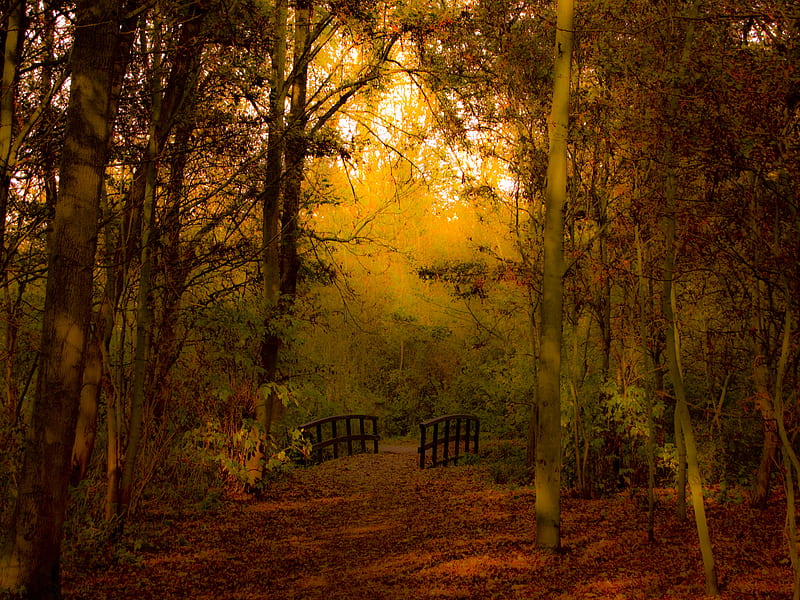 Autum Walk, autum, forest, trees, bridge, HD wallpaper | Peakpx