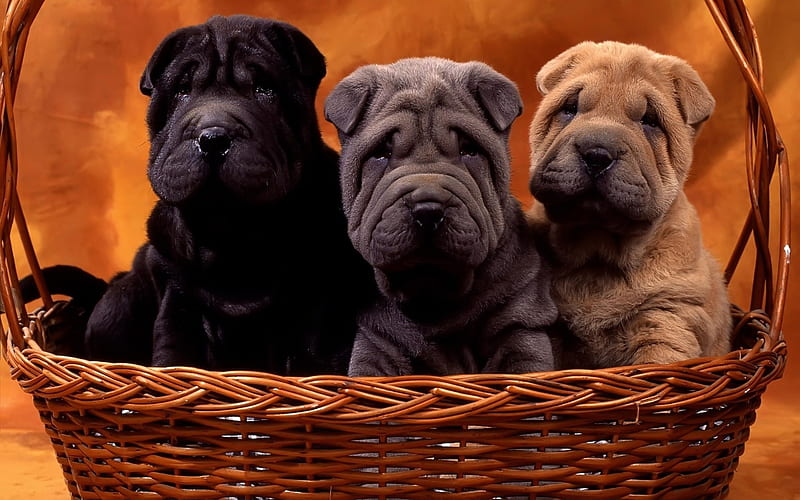shar pei, black puppy, small dogs, gray puppy, pets, brown puppy, dogs, cute animals, puppies in the basket, HD wallpaper