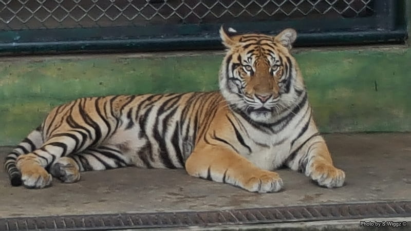 Inside of the Tigers Den, Phuket, Thailand, Tiger, Wild, Thailand, Phuket, Animal, HD wallpaper