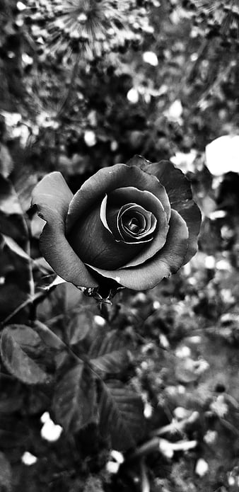 HD blackwhite rose wallpapers | Peakpx