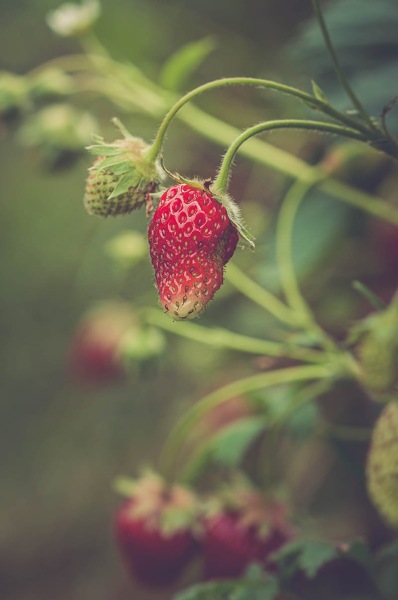 strawberry, berry, plant, leaves, macro, HD phone wallpaper