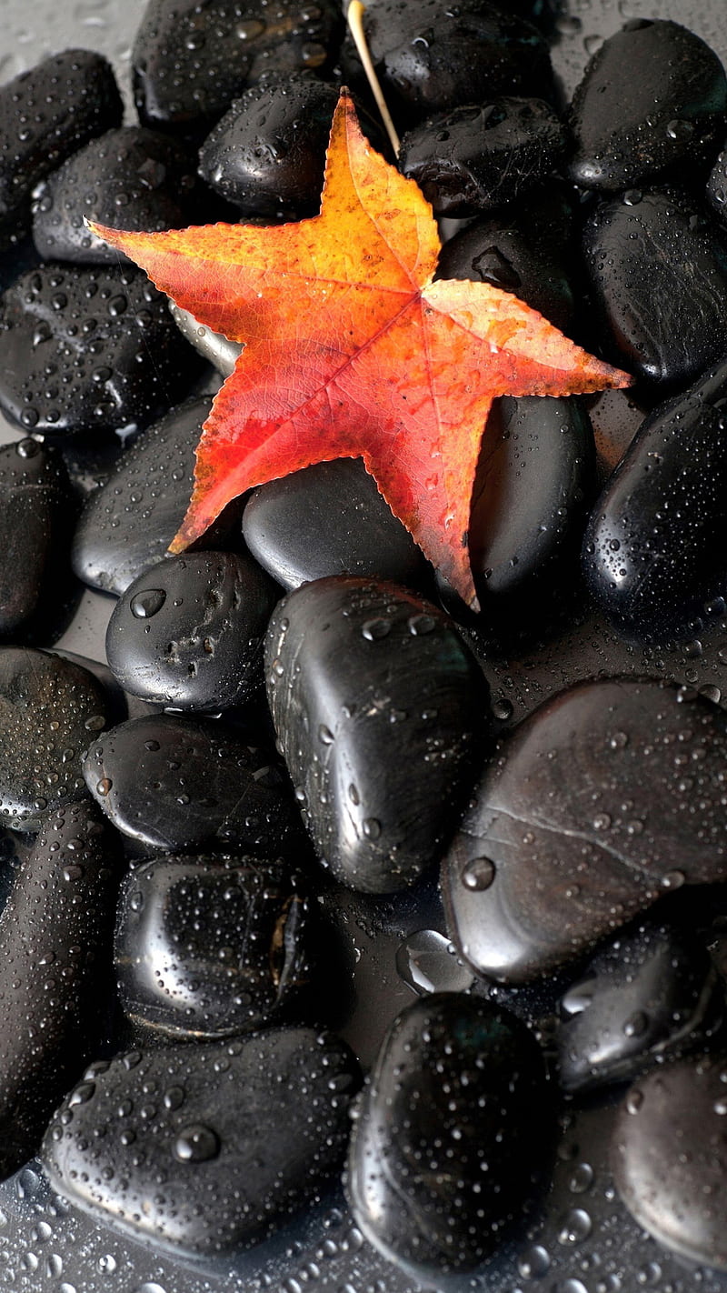 black zen stones, drops, leaf, water, HD phone wallpaper