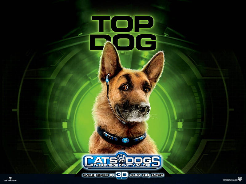 I AM THE TOP DOG GERMANSHEPARD, handsome, proud, majestic, stunning, HD wallpaper