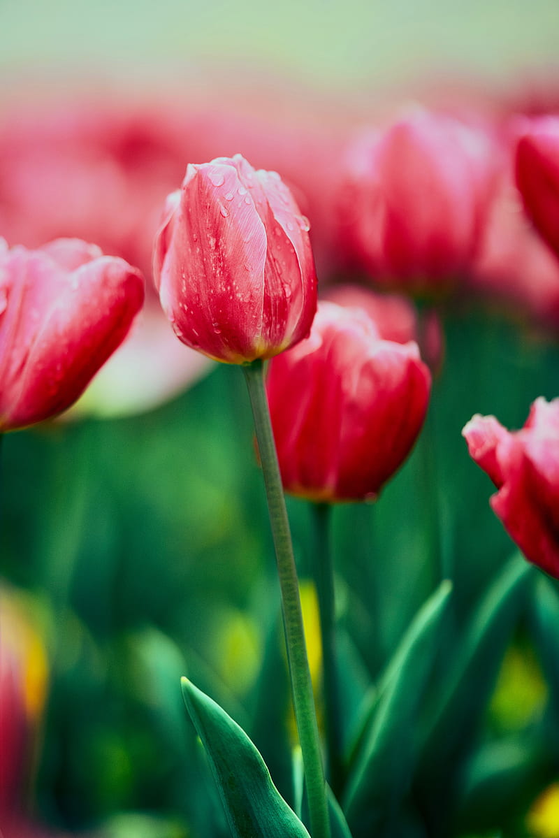 tulip, flower, flowerbed, HD phone wallpaper
