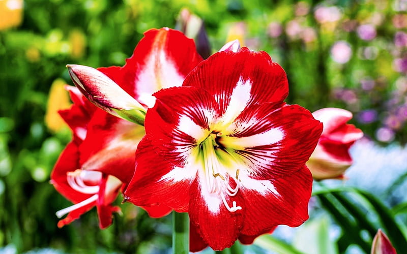 Amaryllis Flowers, red, amaryllis, closeup, flowers, nature, white, HD wallpaper