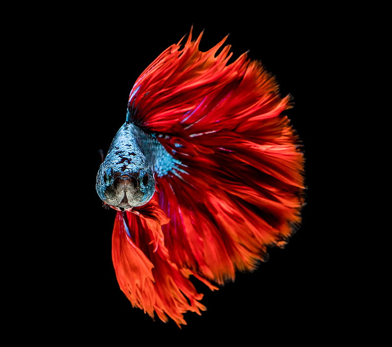 Fish, Red, Head, Blue, Colour, HD wallpaper
