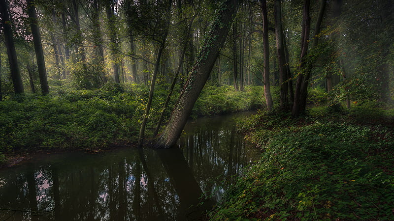 Forest With Green Foliage Trees And Stream Nature, HD wallpaper