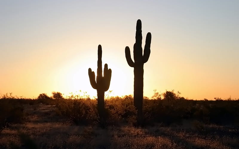 Two pairs of cactus on the video 01, HD wallpaper