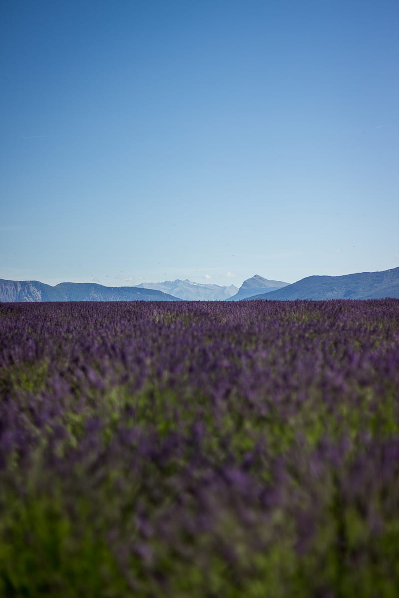purple lavender field overlooking mountains during daytime, HD phone wallpaper