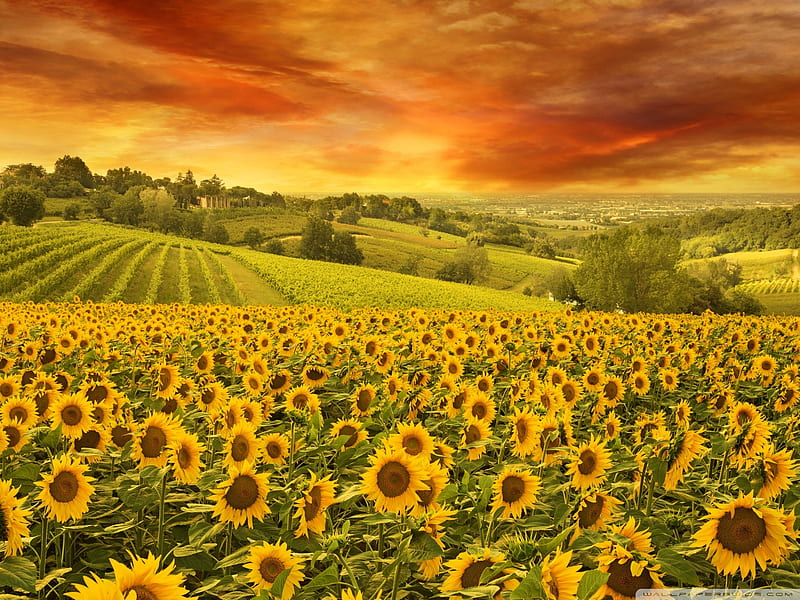 Italian Hills Landscape, hills, sunflowers, nature, sunset, sky, field, landscape, HD wallpaper
