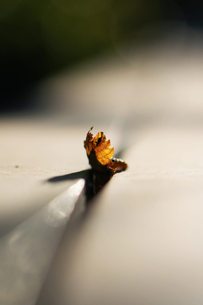 brown and black caterpillar on white surface, HD phone wallpaper