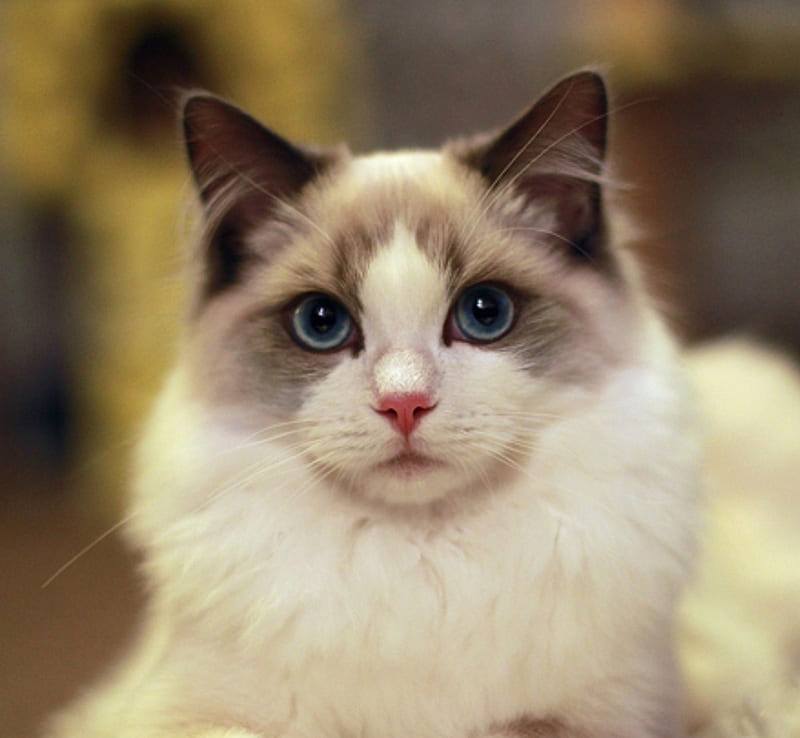 Beautiful Cat, lovely, bonito, cat, eyes, blue, HD wallpaper | Peakpx