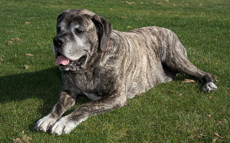Mastiff, large gray dog pets, dogs, HD wallpaper