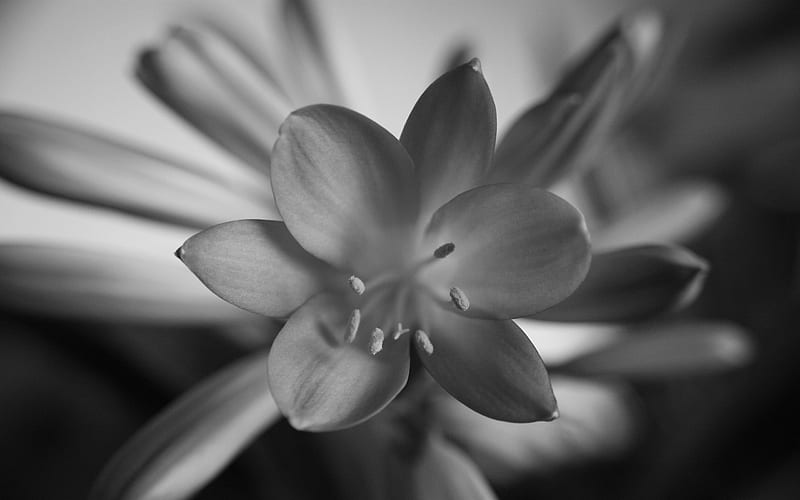 Gray flowers-Like beautiful flowers, HD wallpaper