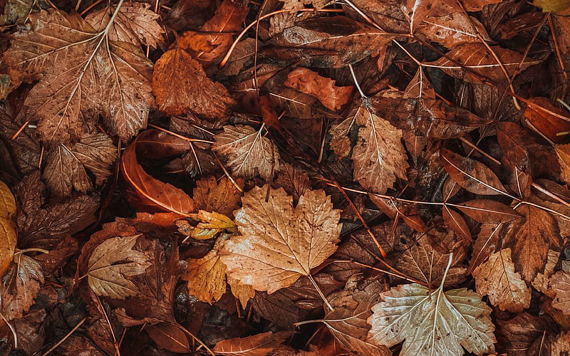 Nature, fall, leaf, autumn, HD wallpaper | Peakpx