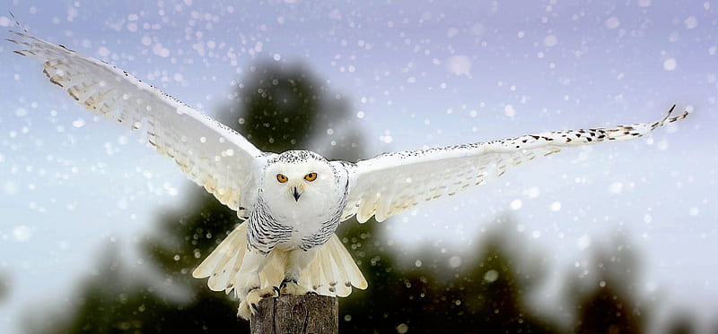 Snowy Owl, White, Snowy, Owl, Animals, Birds, HD wallpaper