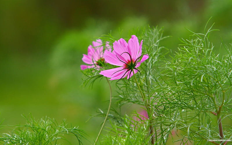 Autumn flowers-grass in the cosmos 17, HD wallpaper