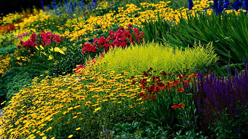 field, flowers, summer, nature, HD wallpaper