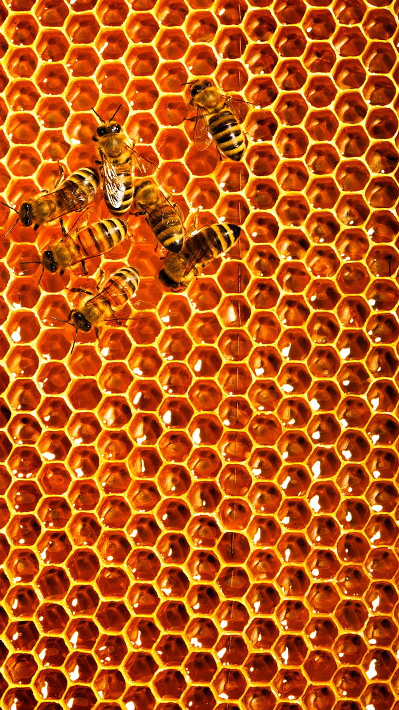 Hexagon beehive honeycomb yellow black ffd700 wallpaper 4K HD