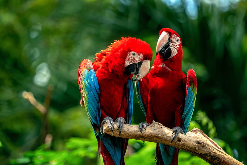 Birds, Red-and-green Macaw, Bird, Macaw, Parrot, red-and-green Macaw, HD wallpaper