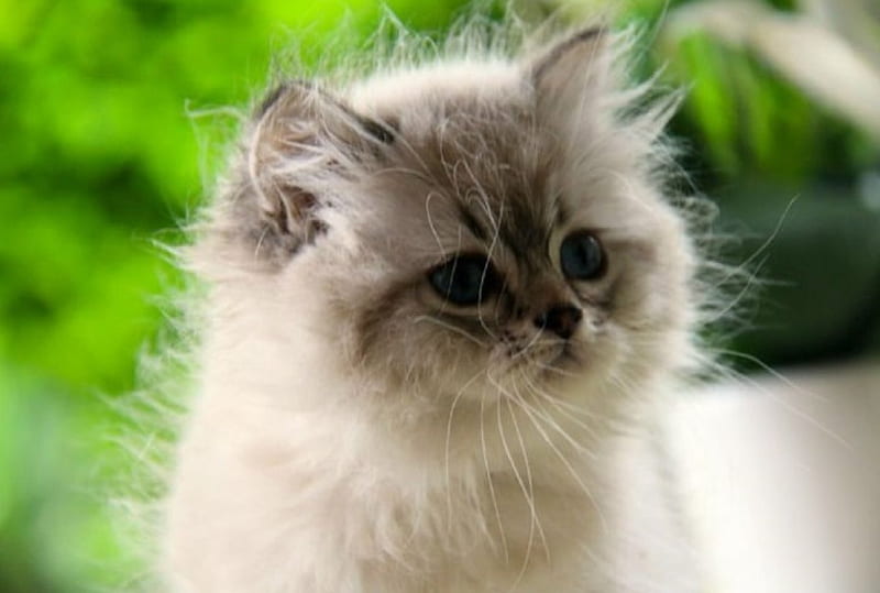 silver tabby kitten, kitten, solver taby, cats, animals, HD wallpaper