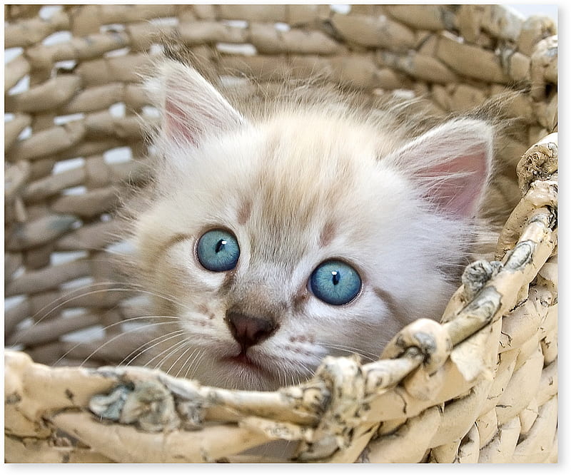 she found a hiding place, cute, little, blueyes, basket, kitty, white, hiding place, HD wallpaper