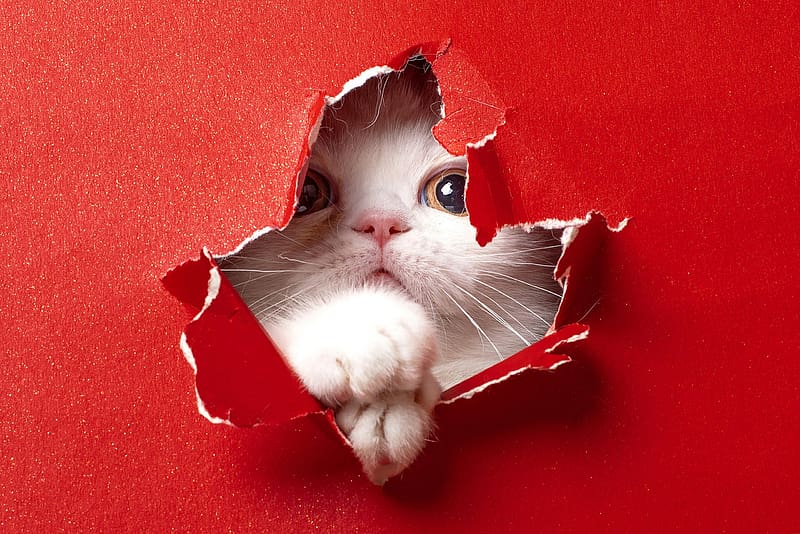 :), kitten, white, craciun, red, christmas, cat, paw, surprise, HD wallpaper